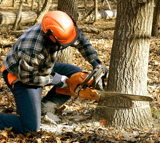 Tree Removal in Saline, LA